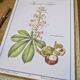 Printed in 1986, the Horse Chestnut. Vintage Botany.
