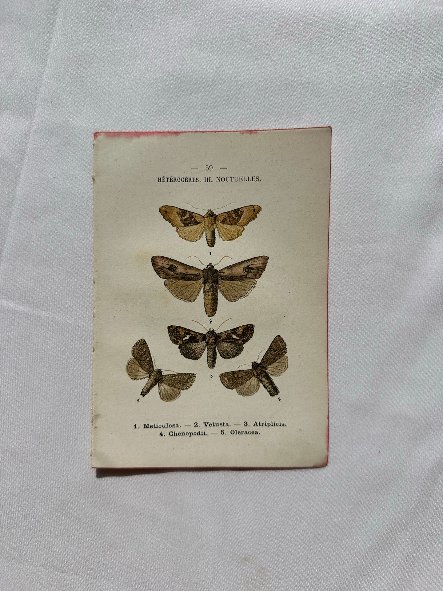 Botanical Plate 1800 Old naturalist engraving 19th century double-sided