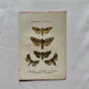 Botanical Plate 1800 Old naturalist engraving 19th century double-sided