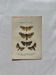 Botanical Plate 1800 Old naturalist engraving 19th century double-sided