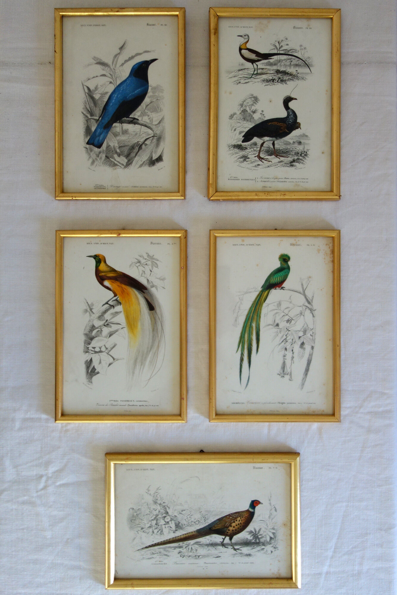 5 framed antique bird engravings