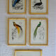 5 framed antique bird engravings