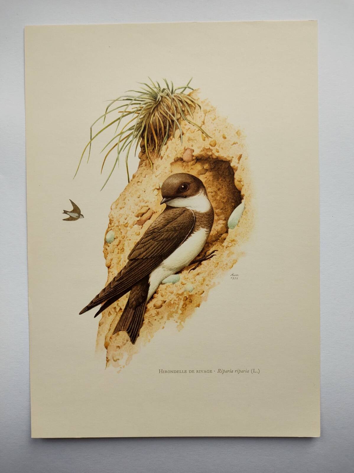 Old bird plate from the 1960s - Shore Swallow - Illustration