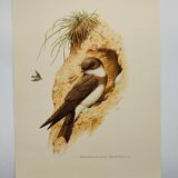 Old bird plate from the 1960s - Shore Swallow - Illustration