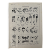 Ancienne gravure sur le navet (1920)