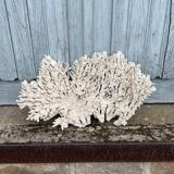 Grande corail blanc xxl