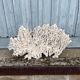 Large white coral XXL