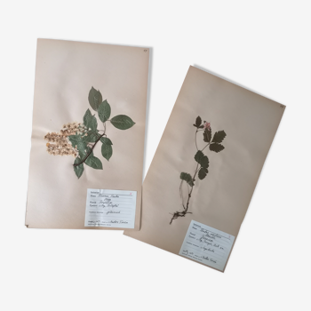 Anders's herbarium - ancient Swedish herbarium boards