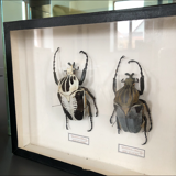 Naturalized beetle frame