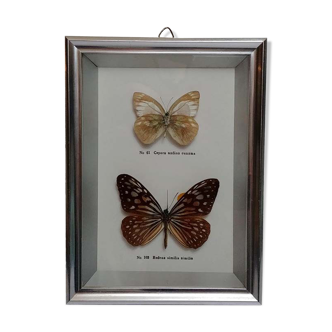 Silver frame containing 2 naturalized butterflies
