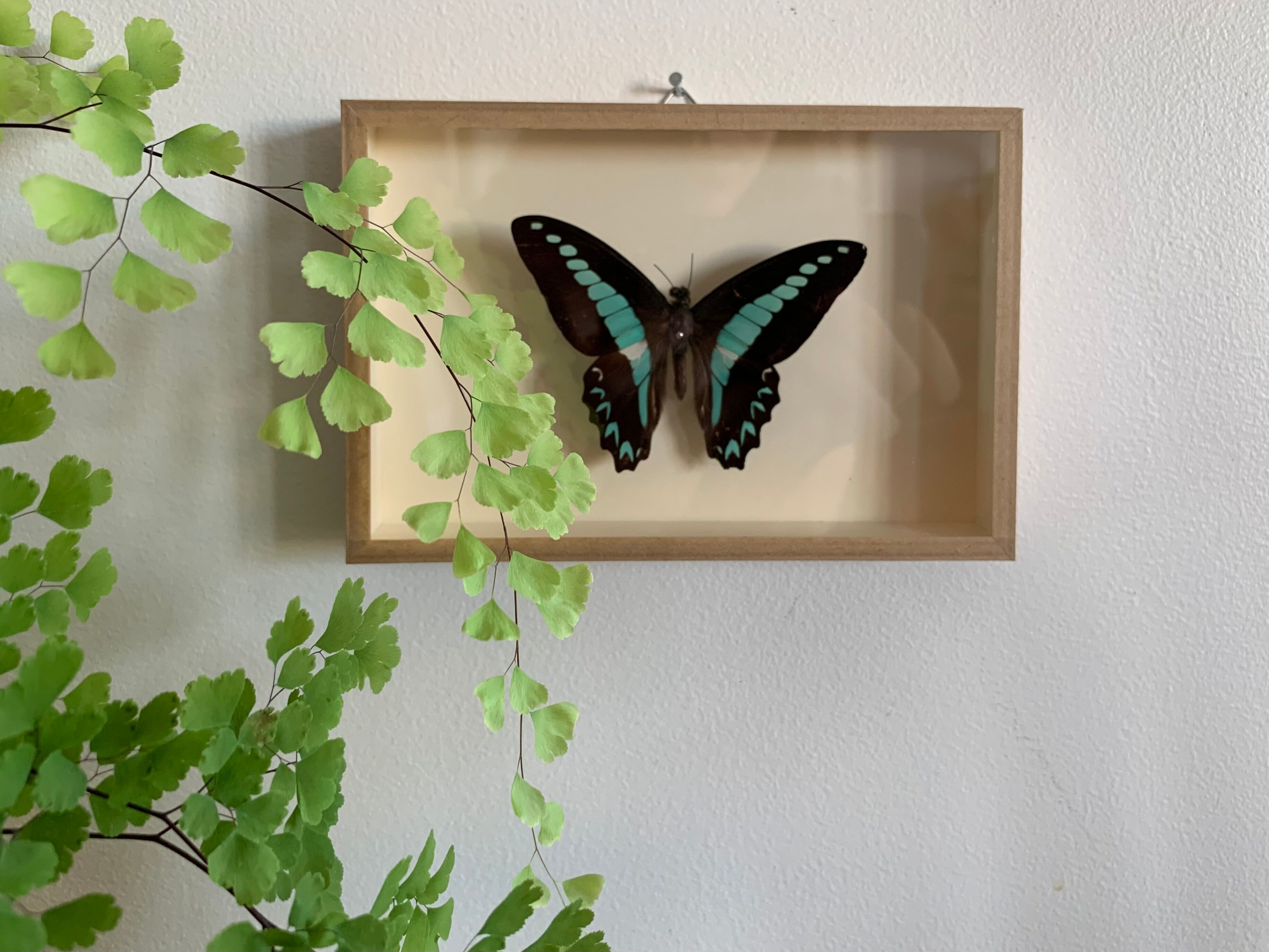 Naturalized butterfly / cabinet of curiosities