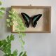 Naturalized butterfly / cabinet of curiosities