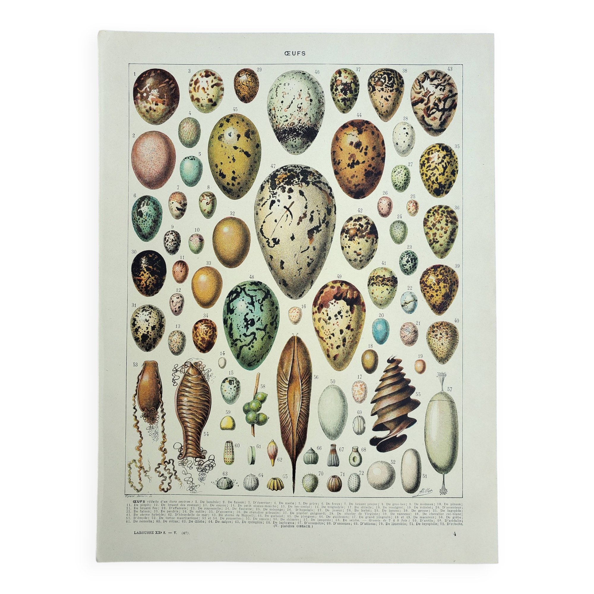 Old engraving 1928, Eggs, Oology, Incubation, animals • Lithograph, Original plate