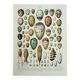 Old engraving 1928, Eggs, Oology, Incubation, animals • Lithograph, Original plate