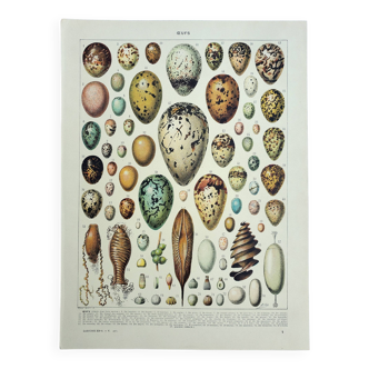 Old engraving 1928, Eggs, Oology, Incubation, animals • Lithograph, Original plate