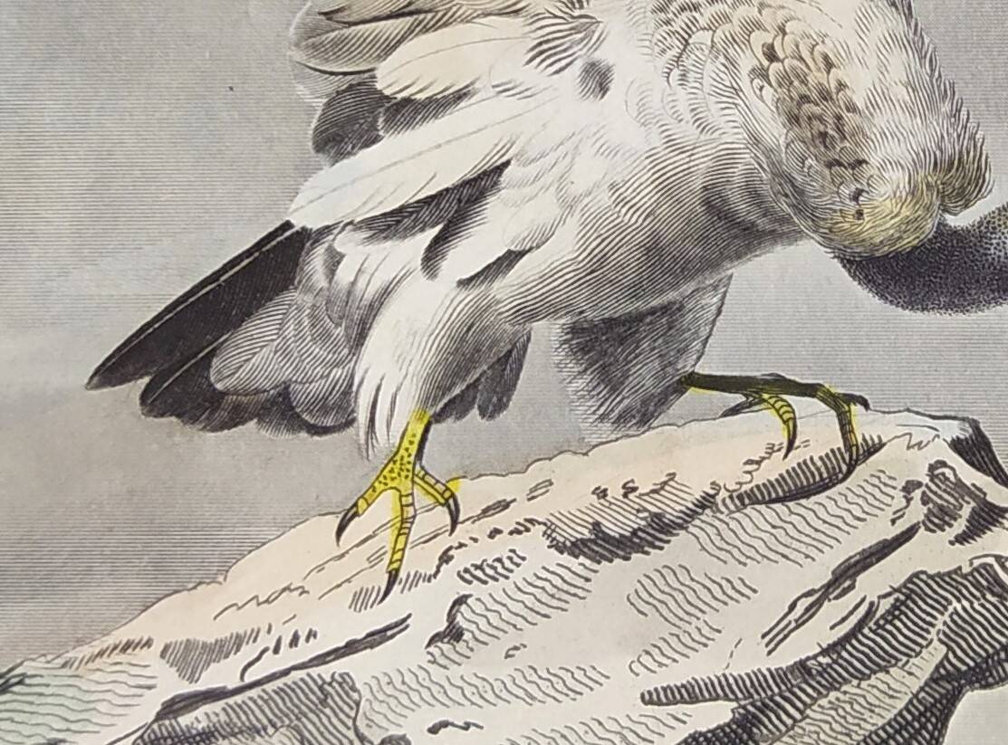 Ornithological Plate Buffon 1840 "Griffon Vulture & Royal Vulture"