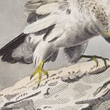 Planche Ornithologique Buffon 1840 "Vautour Fauve & Vautour Royal"