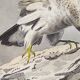 Ornithological Plate Buffon 1840 "Griffon Vulture & Royal Vulture"