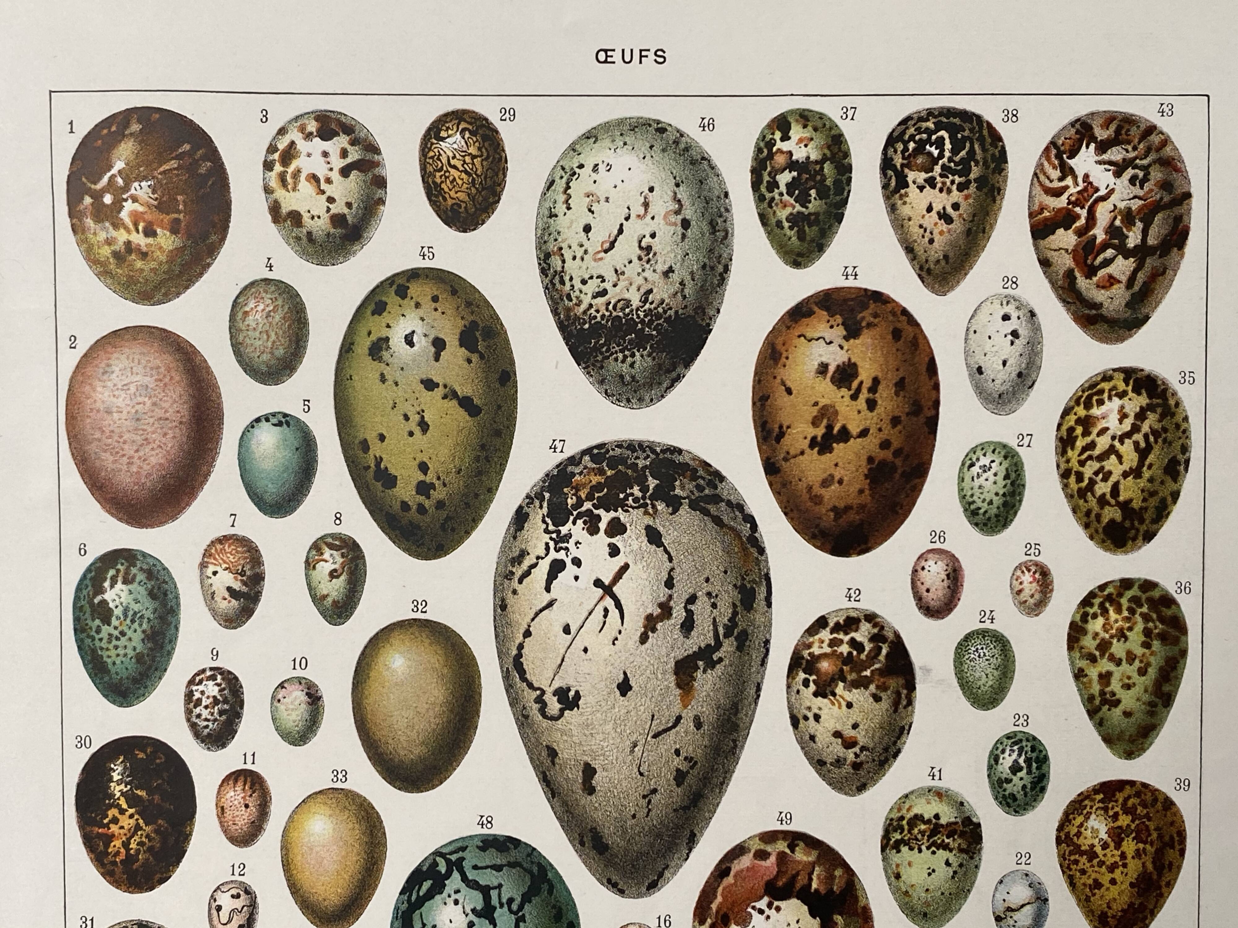 Old illustration Millot "eggs"