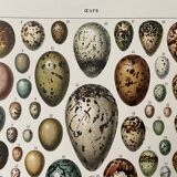 Illustration ancienne Millot "oeufs"