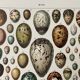 Illustration ancienne Millot "oeufs"