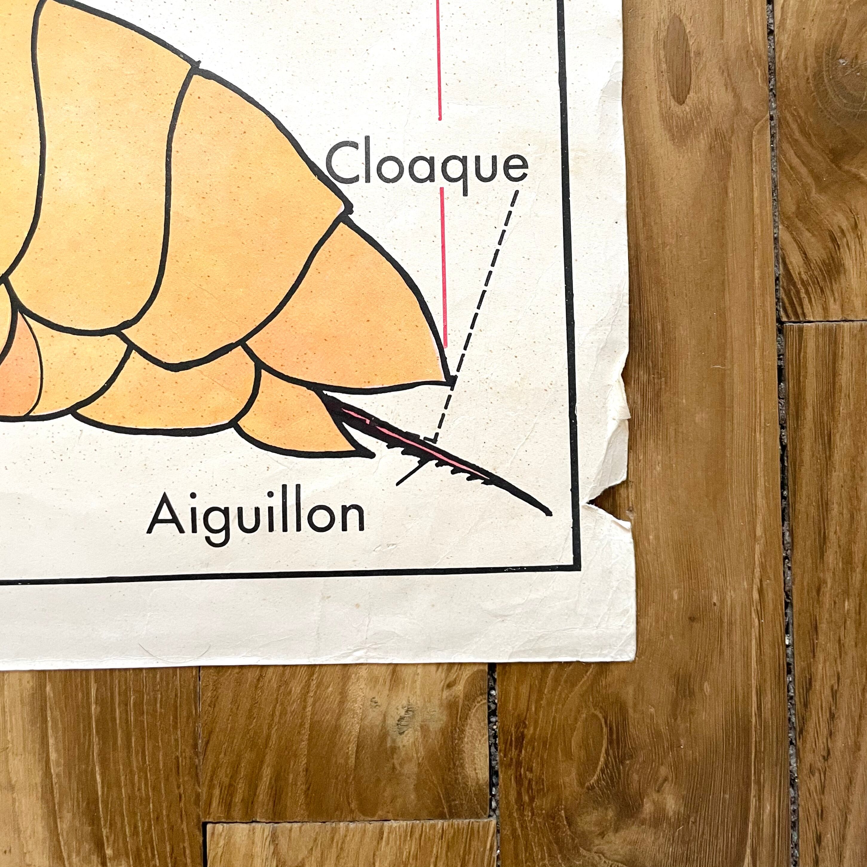 School poster the bee / The fish