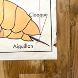 School poster the bee / The fish