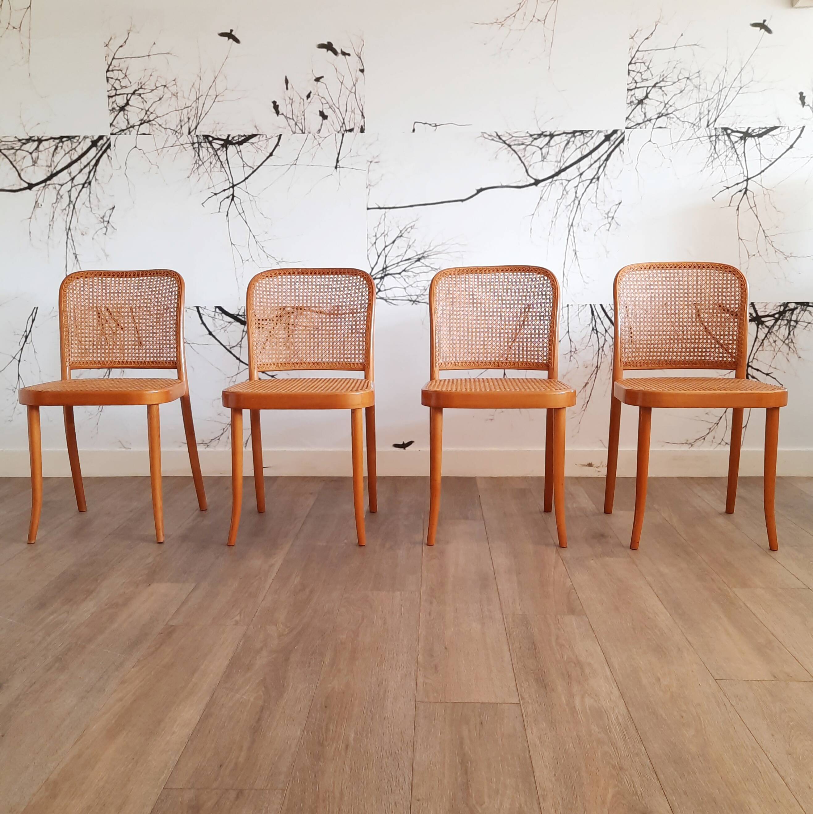 Suite de 4 chaises blondes Prague ou 811, Ligna, 1970