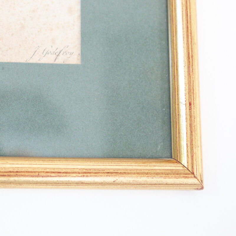 Poster plank botanical engraving rose of provins by Gerard Van spaedonck