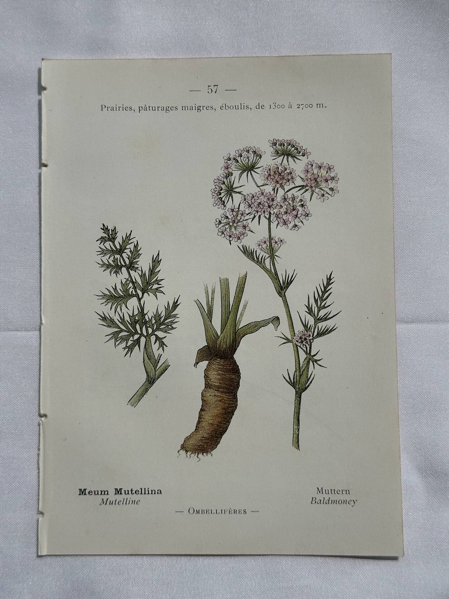 Old botanical plate 1800 France flower and plants nature