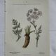 Old botanical plate 1800 France flower and plants nature