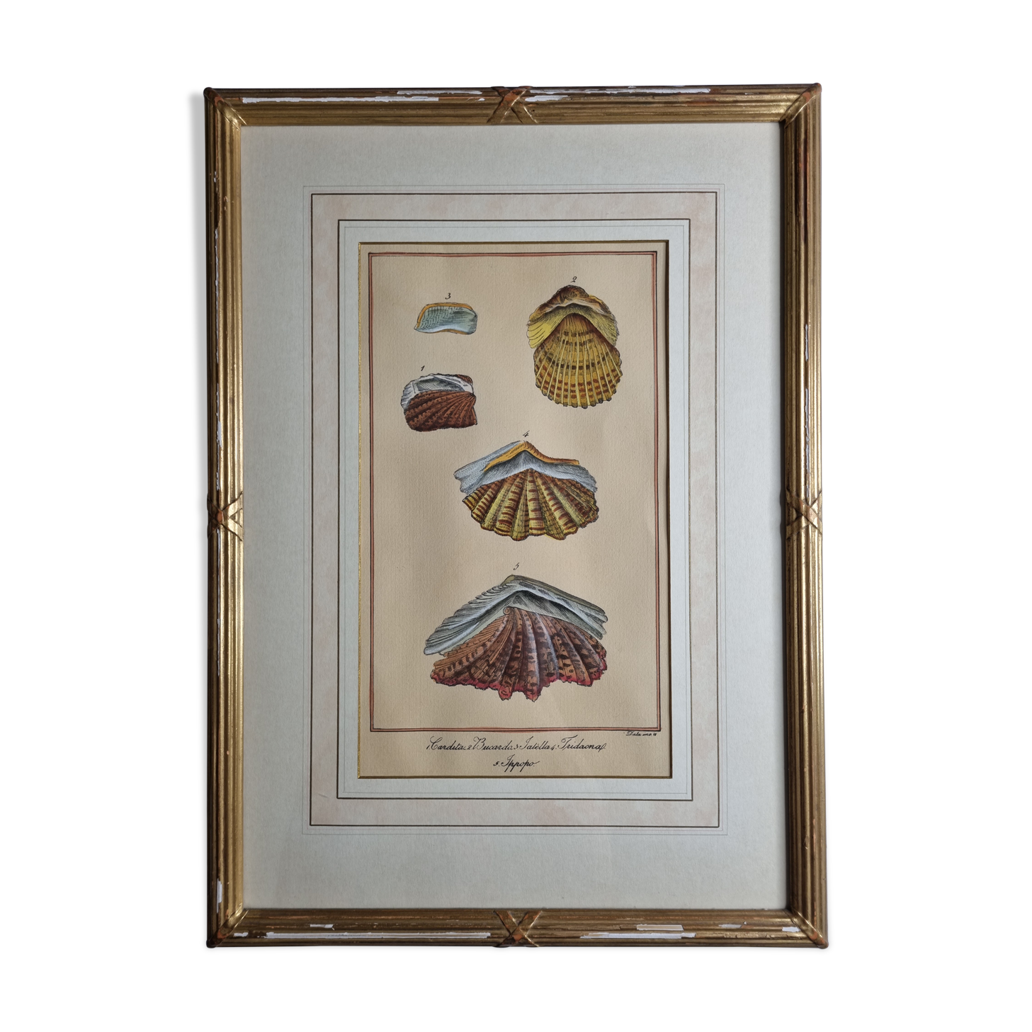 Natural History Plate, Conchyliology, signed, XVIIIth