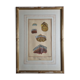 Natural History Plate, Conchyliology, signed, XVIIIth