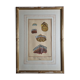 Natural History Plate, Conchyliology, signed, XVIIIth