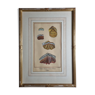Planche d'Histoire Naturelle, Conchyliologie, signée, XVIIIème