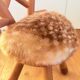 Bambi chair designer Takeshi Sawada - EO Copenhagen - Collector's item