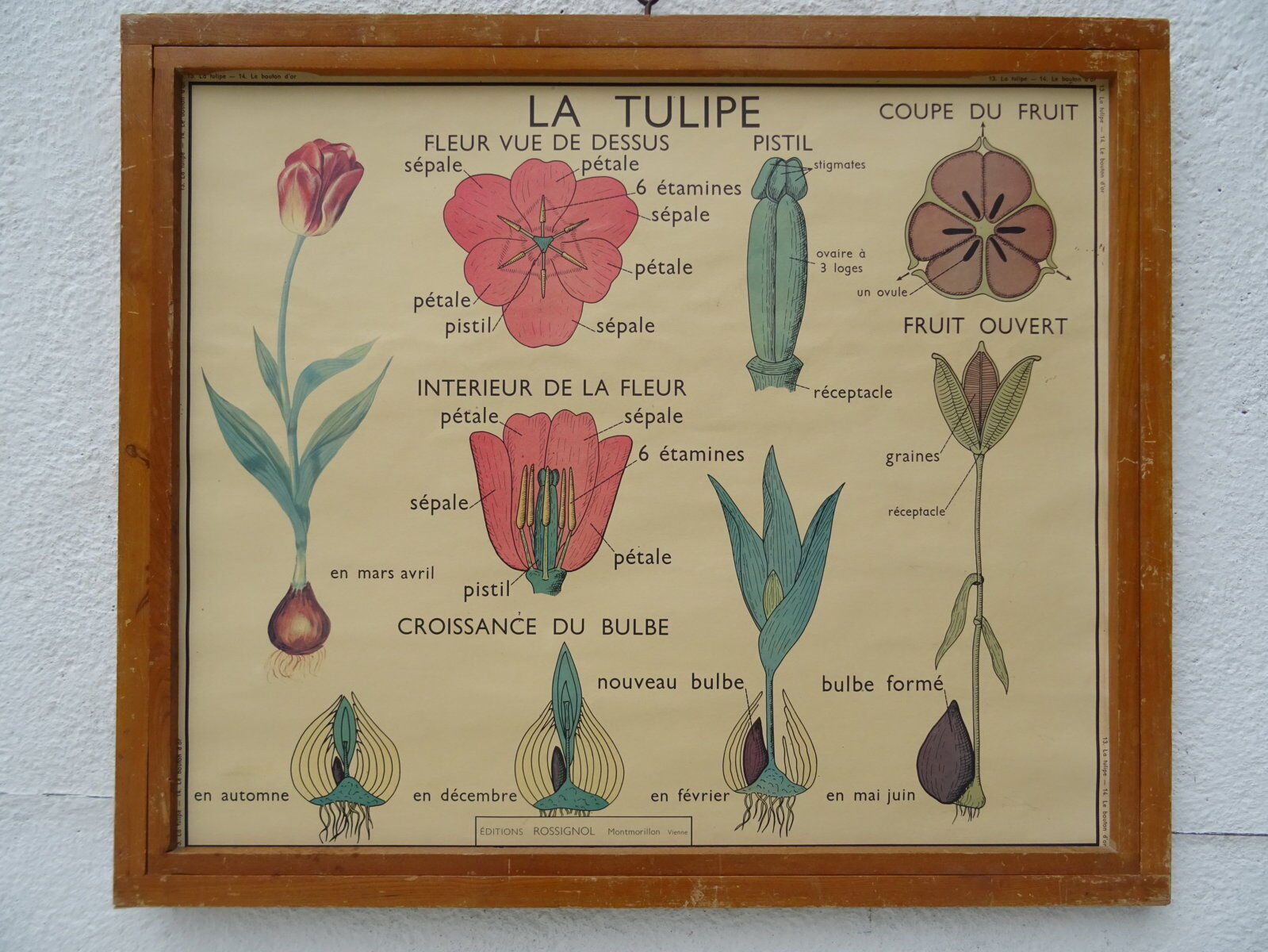 Set of 10 Rossignol posters on plants with frame
