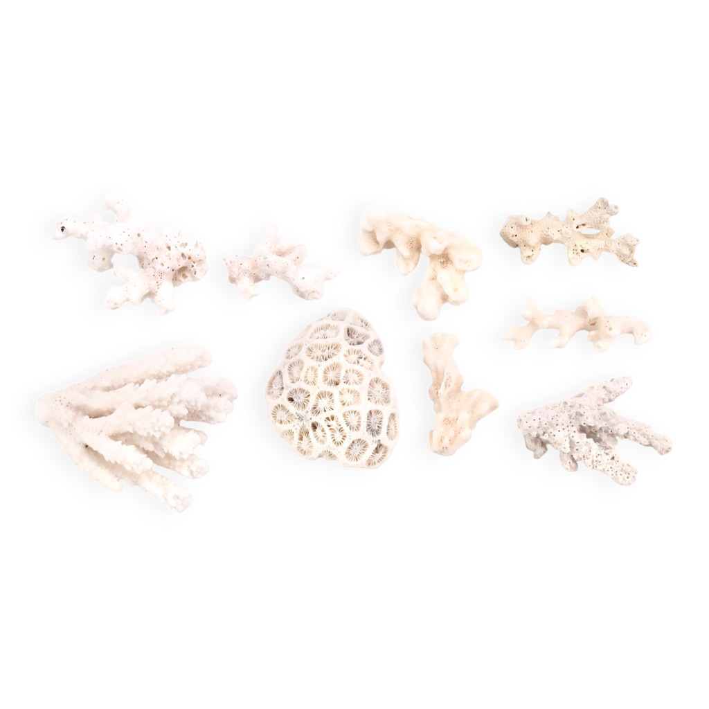 Branches De Corail Blanc Naturel Du Japon – Pierres Précieuses Polies 32,50 Ct