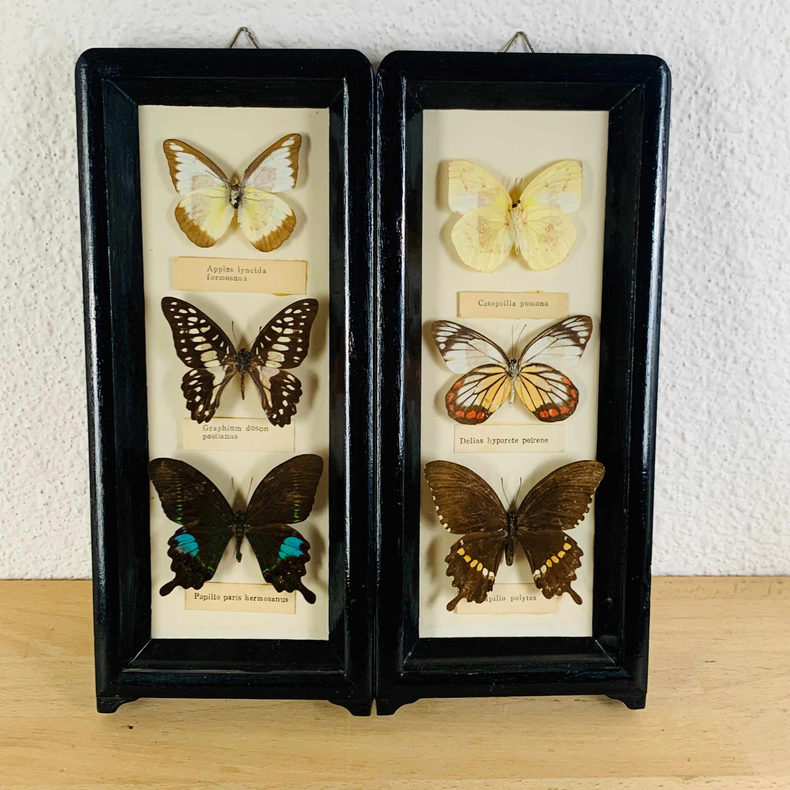 Vintage naturalized butterfly frame