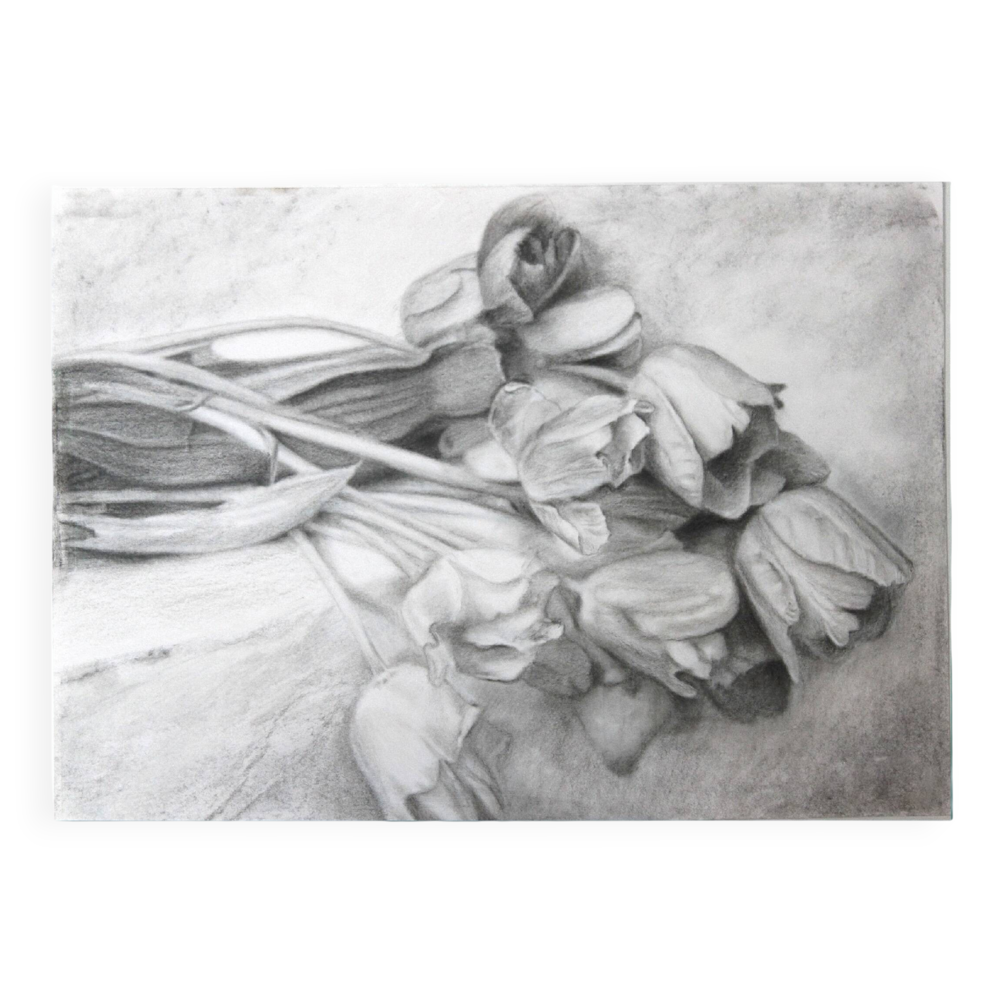 Dibujo de tulipanes a carbono sobre papel. Flowers sketch.