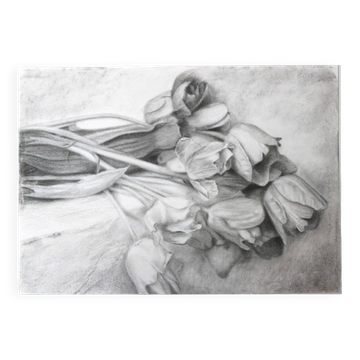 Charcoal drawing of tulips on paper