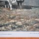 Tableau héliogravure originale Gillot