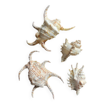 Set of 4 old shells paneling