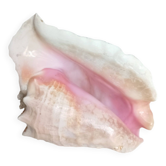 Large pink mother-of-pearl shell