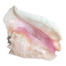 Large pink mother-of-pearl shell