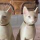 Serre livres chat