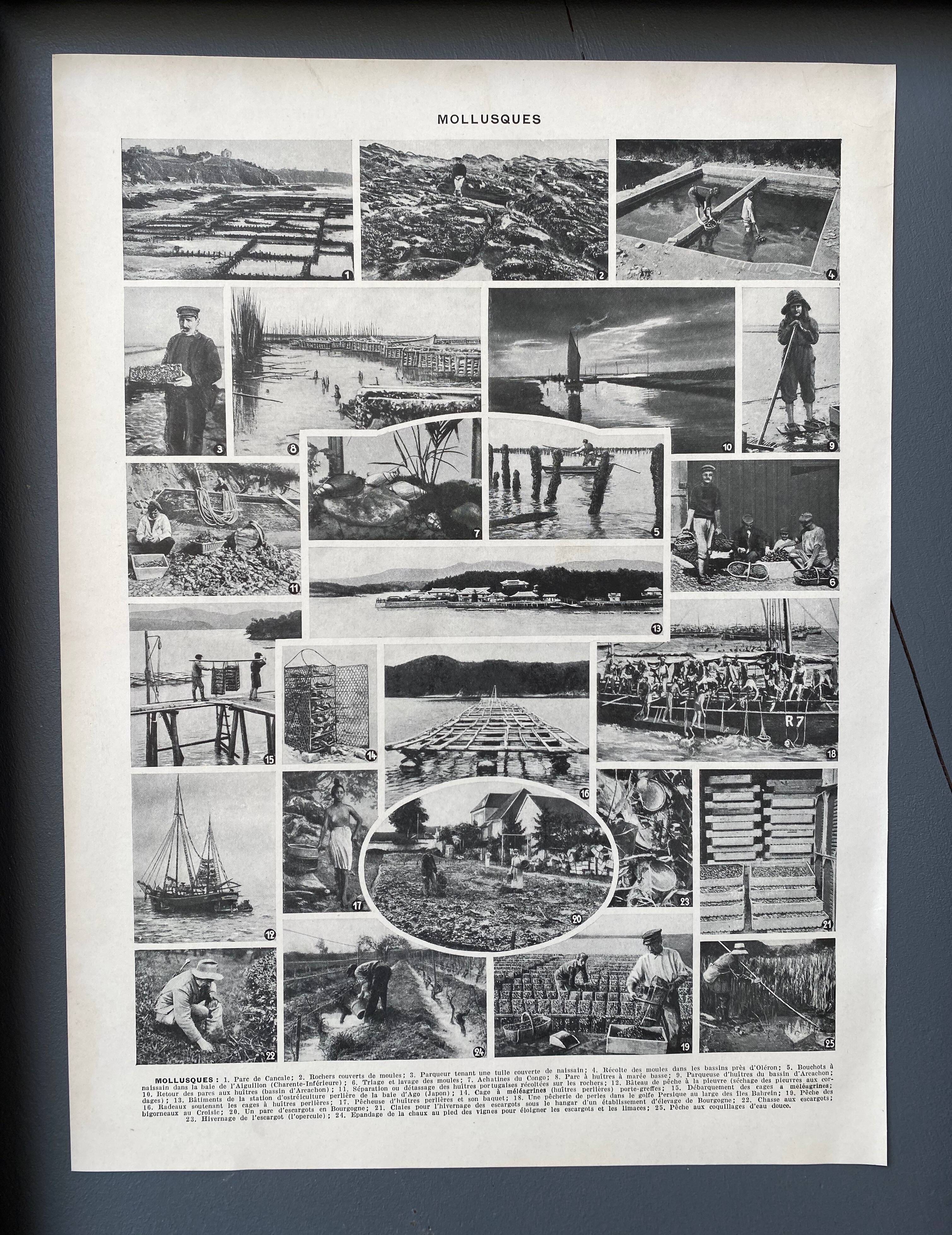 Illustration Millot "Mollusques"