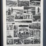 Illustration Millot "Mollusques"