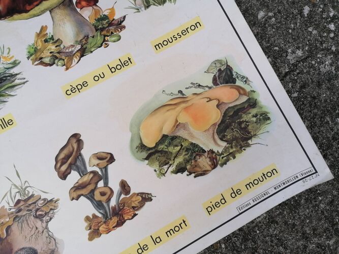 Affiche ancienne scolaire double face rossignol : les champignons comestibles et le caoutchouc.