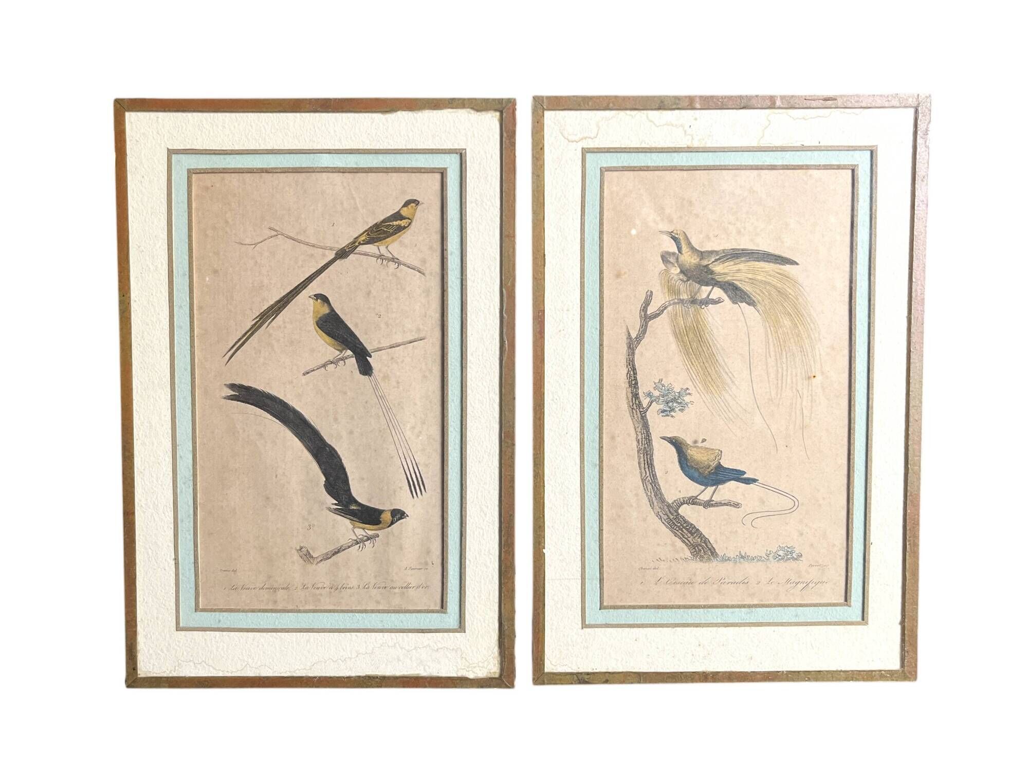 Pair of zoological engravings of birds by Fournier and Perrot, 19th century.